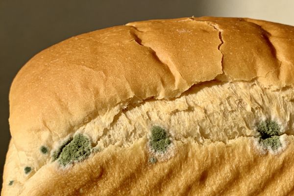 Bread with mold Bread with mold